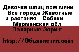 Девочка шпиц пом мини - Все города Животные и растения » Собаки   . Мурманская обл.,Полярные Зори г.